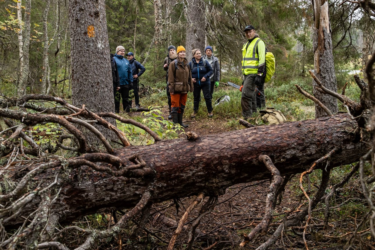 Puu on kaatunut Karhunkierroksen reitille Vennaanmutkan tienoilla Oulangan kansallispuistossa. Jani Salla, Kotikylän Palvelut Salla Oy:n yrittäjä, opastaa luontotalkkarikoulutettavia syksyllä 2024. Arkistokuva.