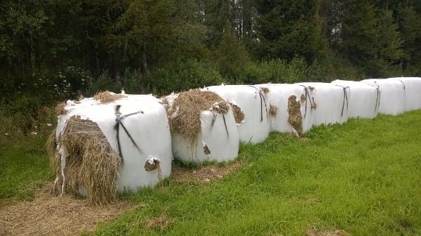 Rehupaalit oli merkitty spraymaalilla.