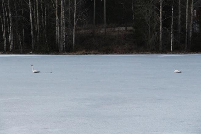 Parkanossa joutsen päivysti kuolleen puolisonsa vierellä. Lajitoveri oli mitä ilmeisimmin kuollut törmäykseen sähkölinjojen kanssa. Tapaukset ovat yleistyneet myös Etelä-Pohjanmaan alueella. KUVA: ARTO TAKALAMPI