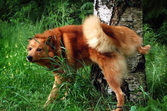 Kuvan koira ei liity tapaukseen. Kuvituskuva: Jouko Hänninen/arkisto