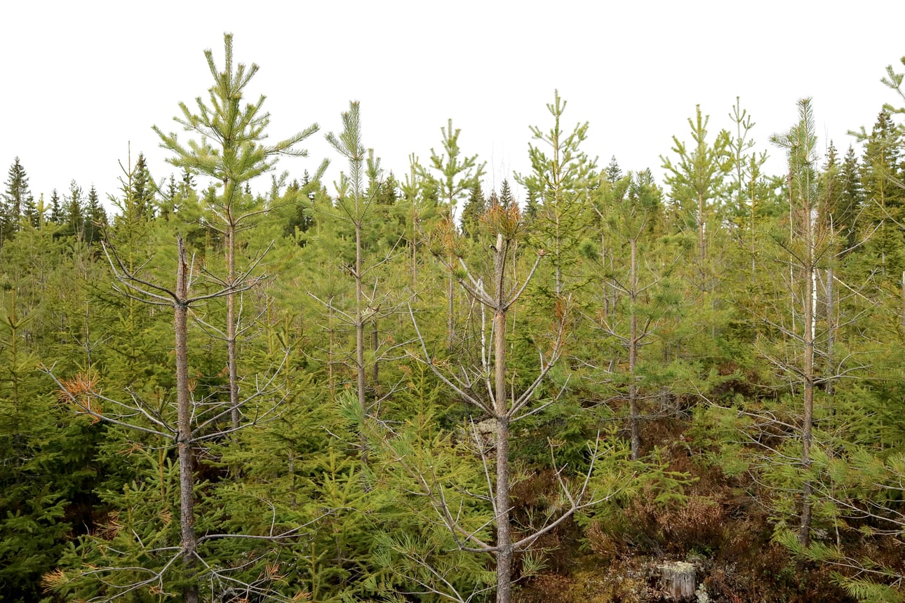 Hirvivahinkoja mäntytaimikossa.