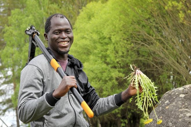Solomon Mbye on kitkenyt puutarhastaan syvästi vihaamaansa voikukkaa tuntitolkulla. – Varmaan tuhat autolla ohi ajanutta ihmistä on jo miettinyt, että aina tuo on tuolla kykkimässä, hän nauraa. KUVAT: JOHANNA KATAJA