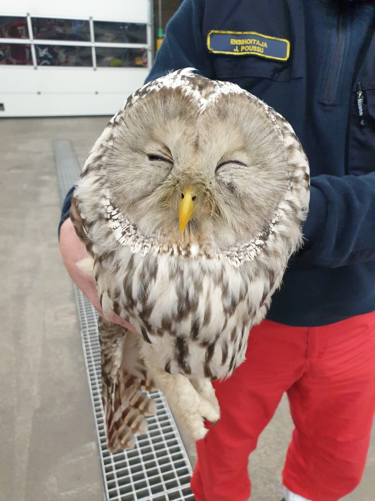 Pekka-Pöllö pamahti Kuusamon palolaitoksen ikkunaan. Täpärästä tilanteesta kuitenkin selvittiin.