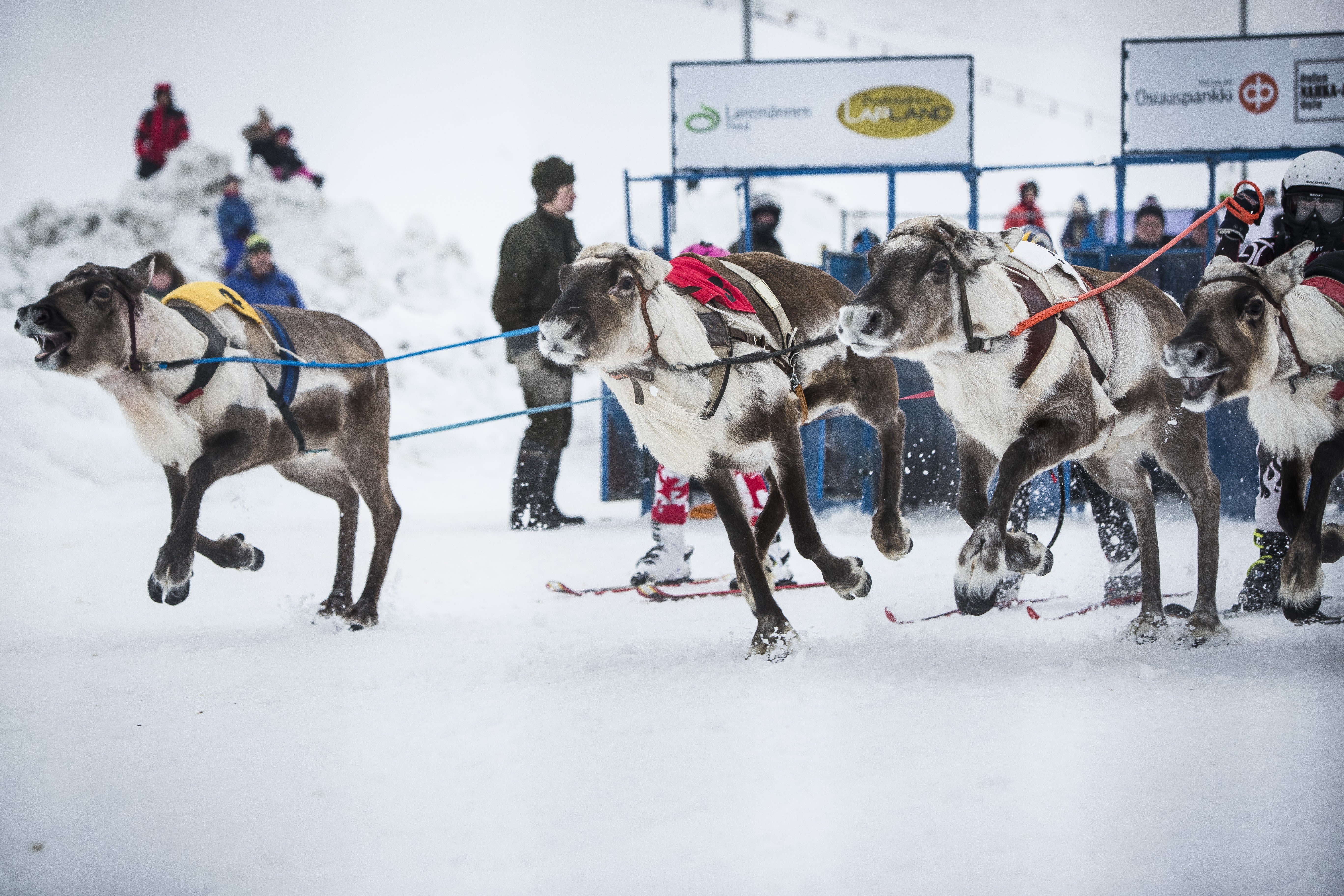 Porocup vauhtiin, Severi löi kaksi kuningasta