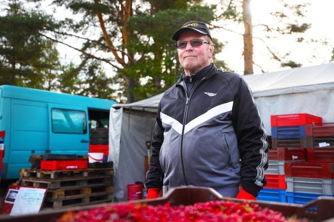 Marjanostaja Mauno Paski totesi, etteivät puolukat ole koskaan aiemmin olleet yhtä suuria kuin tänä kesänä. KUVA: JANINA SAARELA