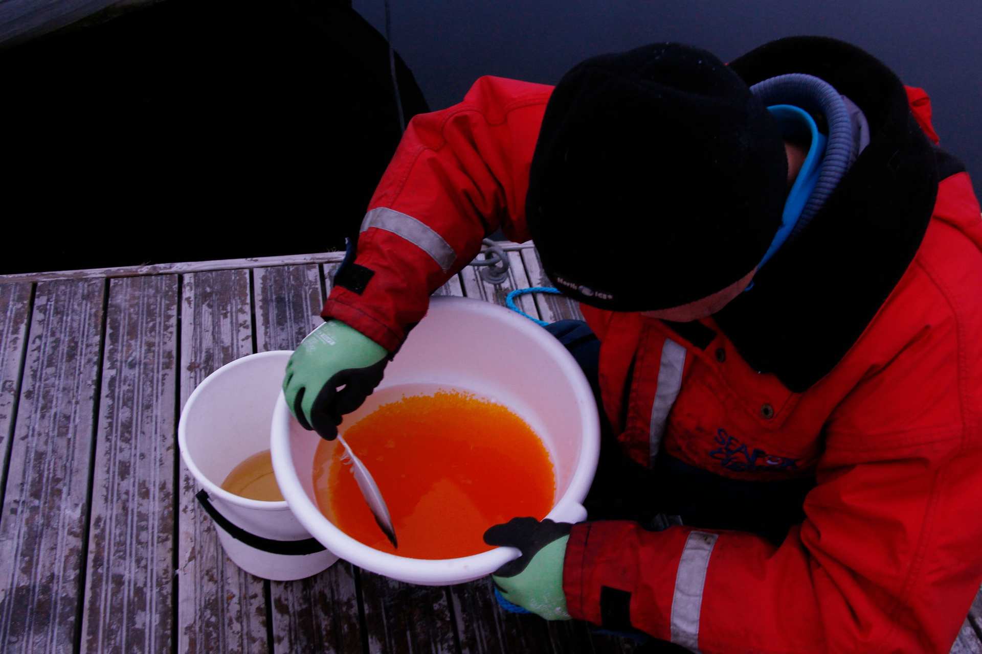 Mädinkäsittely on tarkkaa hommaa. Mäti rikkoontuu herkästi, jos sitä käsittelee kovakouraisesti. Esa Sarpola poistaa suomun mädin seasta sulalla.