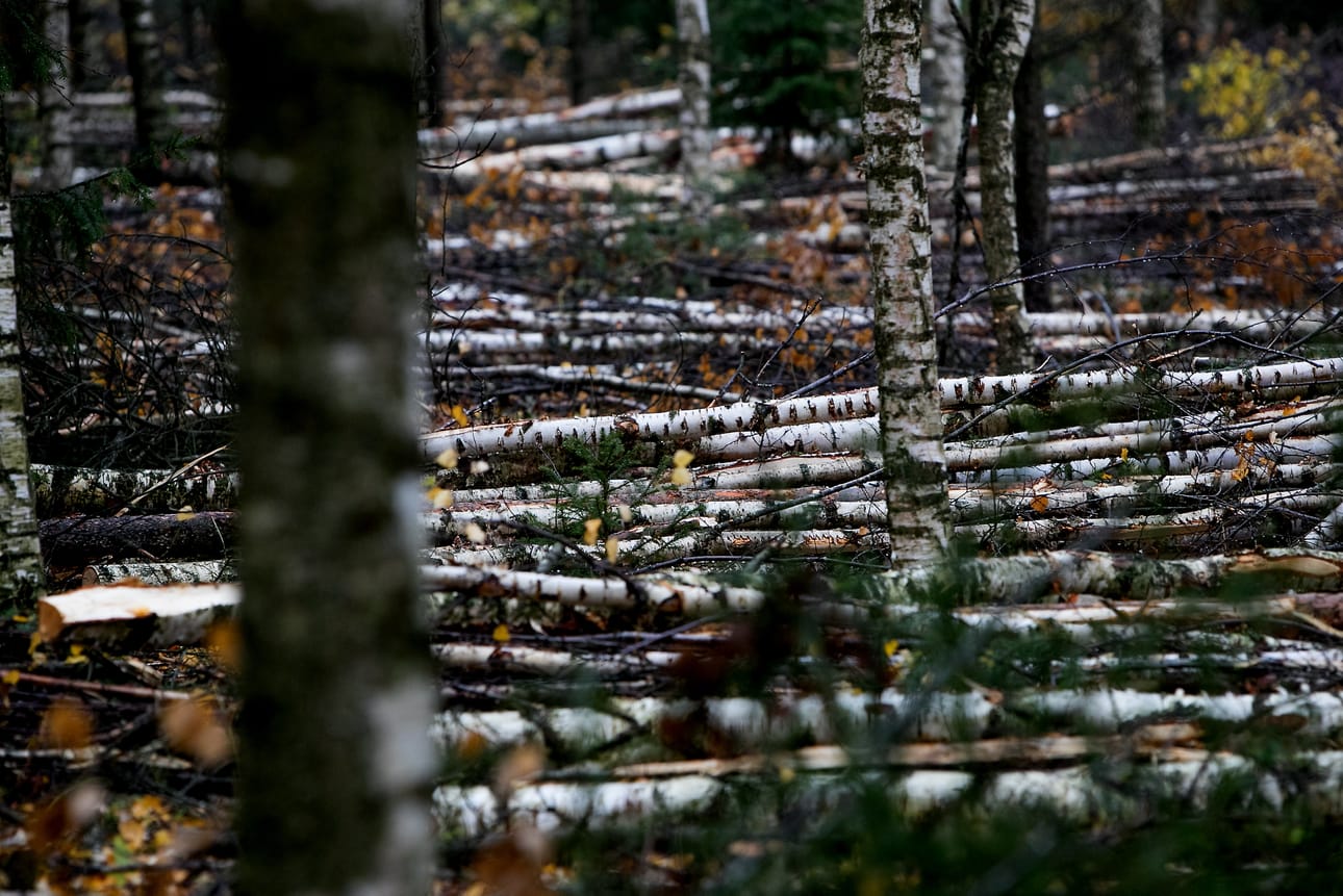Suomen metsät ovat muuttumassa päästölähteeksi. Hakkuiden rajoittamista on vaadittu monelta taholta. Arkistokuva: Jaakko Elenius