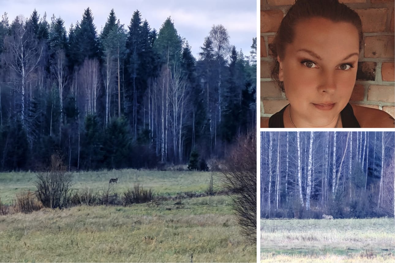 Jurvan Tainuskylässä asuva Kreetta Suurkoivu kuvasi viime viikonloppuna kaksi sutta heidän talonsa viereisellä pellolla.