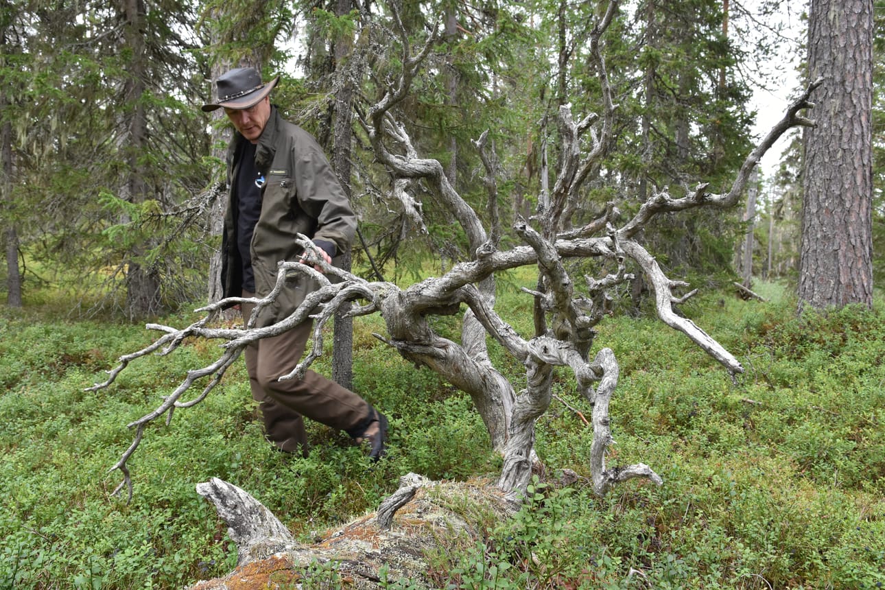 Pekka Veteläisen mukaan männyn elämä voi kestää tuhat vuotta. Ensin elävänä, sitten kelona ja lopulta vielä satoja vuosia kaatuneena.