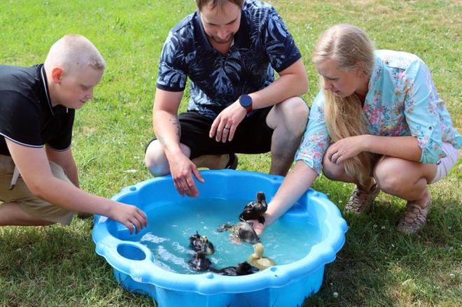 Kuvassa perheen kolme viikkoa vanhat ankanpojat. Täysikasvuisia niistä tulee kuuden viikon iässä. KUVAT: TIIA ETELÄMÄKI