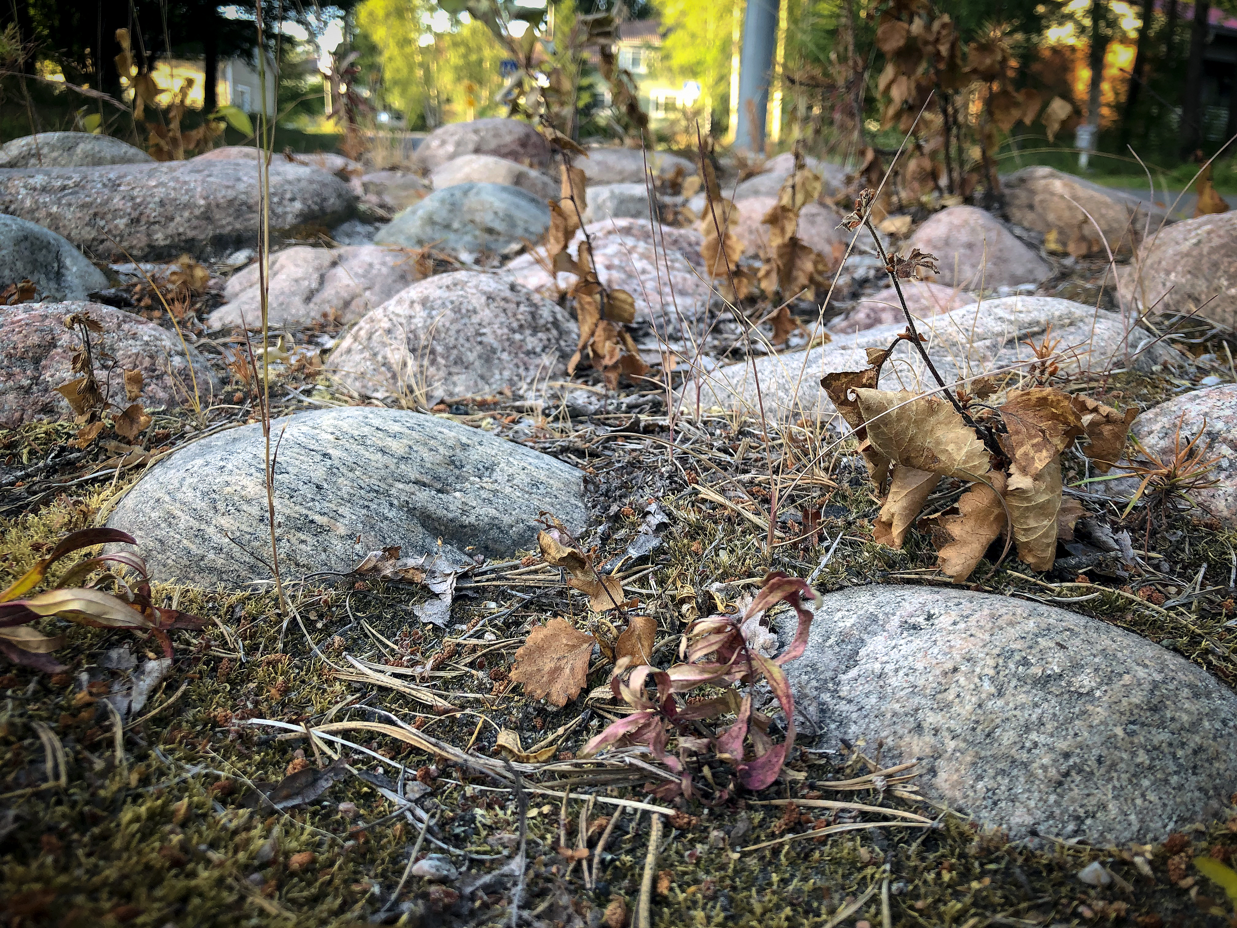 Tältä näyttää glyfosaatilla kyllästetyt rikkakasvit Porokadulla. Glyfosaatti tehoaa kasvin vihreisiin osiin ja imeytyy kasvin kiertoon.