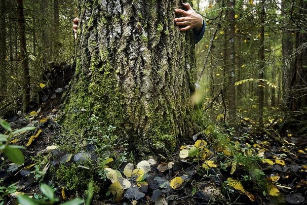 Kun metsässä kohtaa suuren puun, se ei enää välttämättä tarkoita, että kyseessä olisi puuvanhus. Luken tutkimuksessa olivat kuusi, mänty sekä haapa ja muut merkittävimmät lehtipuulajit.