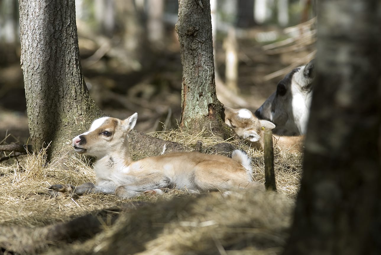 Erikoissuunnittelija Harri Norbergin mukaan Itä-Lapin paliskunnissa, eli Sallassa, Pohjois-Sallassa ja Kemin-Sompiossa kuudessa vuodessa teurasvasatuotto on pudonnut 13 573 vasasta 8 522 vasaan.  Muutos on yli 5000 vasaa, eli 37 prosenttia.