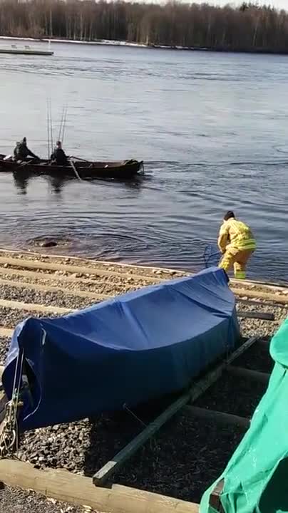 Hylje kalastajan uistimessa kiinni