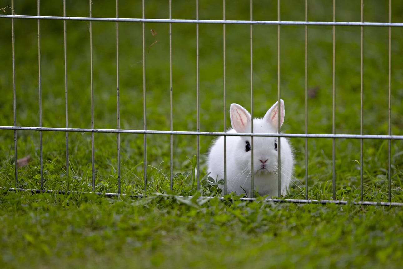 Puolivuotias kani oli tuotu kuvauksen ajaksi ulos aitaukseen.