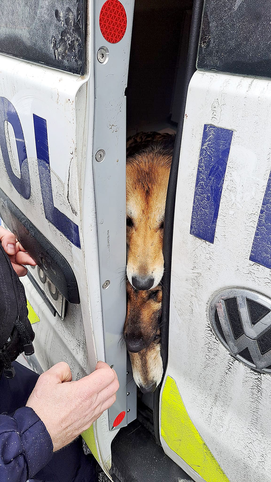 Kolme pientä karkulaista päätyi poliisiauton kyytiin.