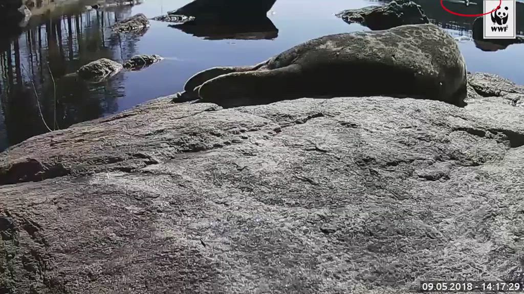 Kolmas norppa Saimaalla
