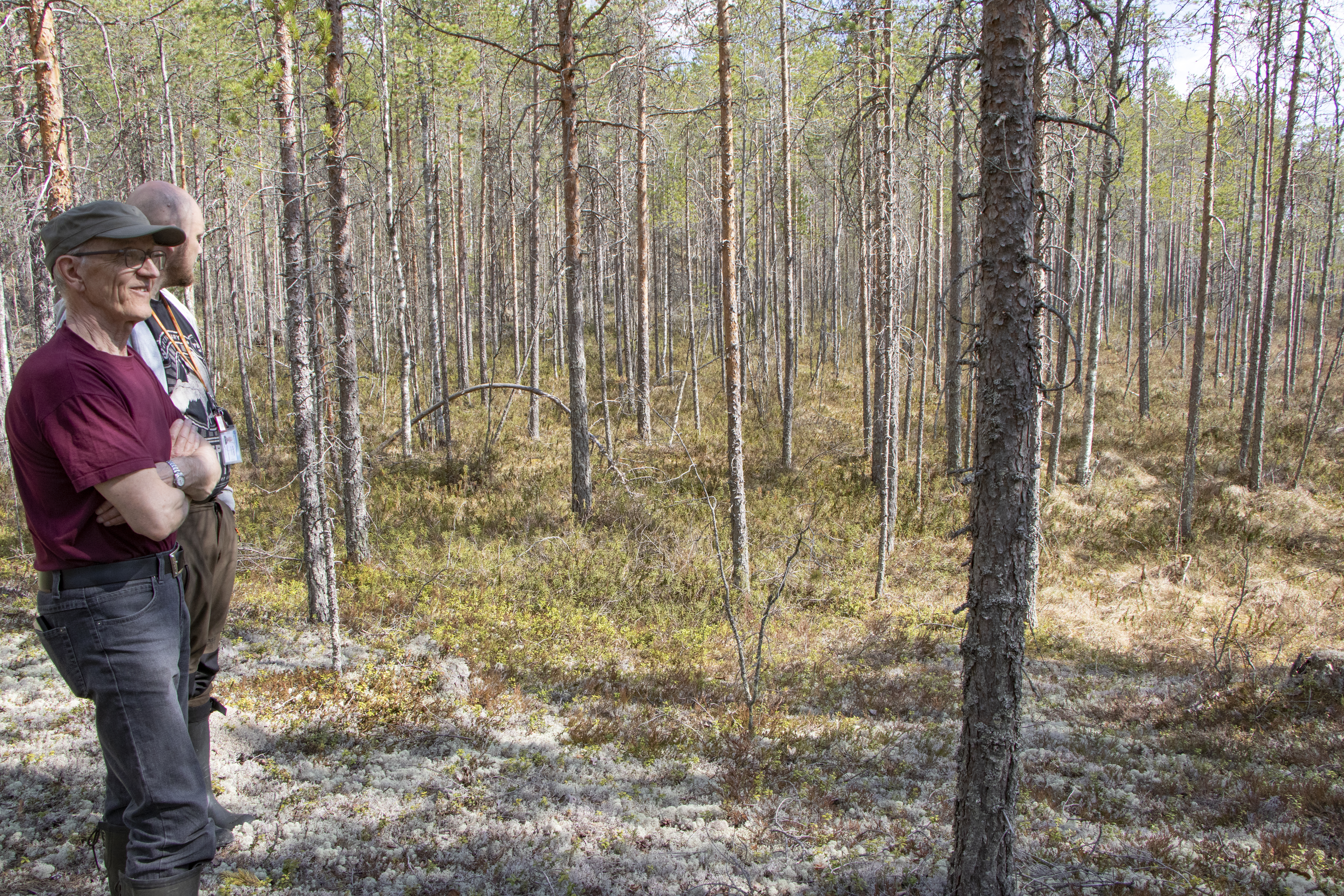 Pellikaisensuo on harvinaisuus ojittamattomuutensa vuoksi. Tällaiset rämeen reuna-alueet ovat Antero Aution ja Hannu Komun mukaan ihanteellisia teeren asuma-alueita. Pesälöydöksiä on alueella tehtykin