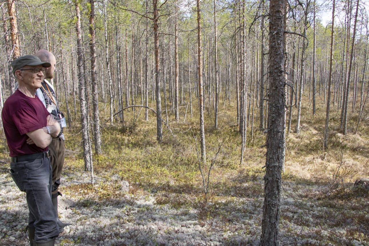 Pellikaisensuo on harvinaisuus ojittamattomuutensa vuoksi. Tällaiset rämeen reuna-alueet ovat Antero Aution ja Hannu Komun mukaan ihanteellisia teeren asuma-alueita. Pesälöydöksiä on alueella tehtykin