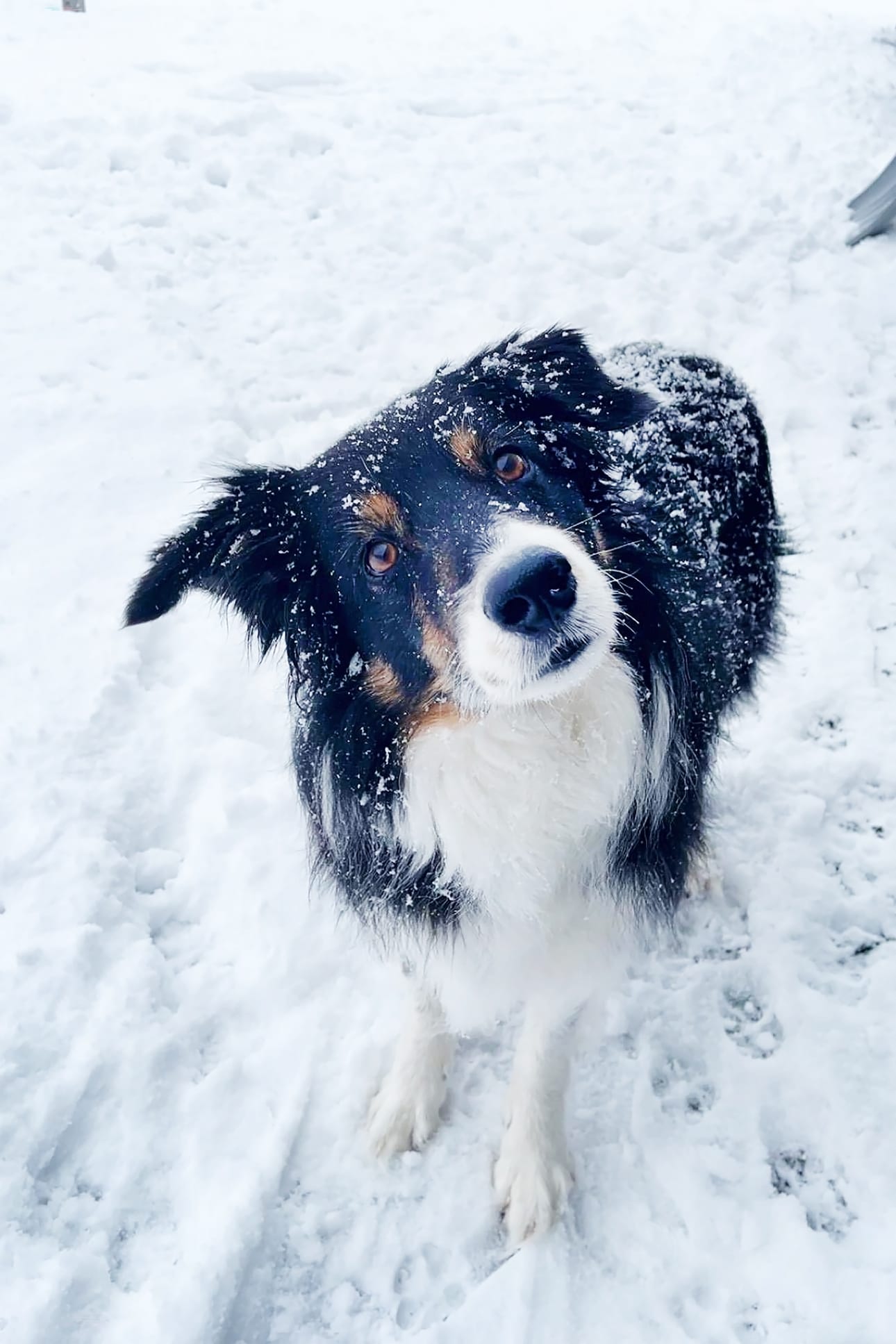 9-vuotias bordercollie Rudy nauttii talvesta. Kiitos kuvasta Elviira Saari. Lähetä sinäkin lemmikkisi kuva pienen taustatiedon kera joko sovelluksemme kautta tai osoitteeseen toimitus@jarviseutu-lehti.fi.