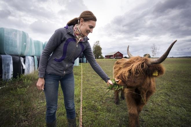 Vöyriläistilalla on saatu tänä vuonna talteen tavallista vähemmän rehua. Ostorehu on kallista ja luomutilalle sillä on omat vaatimuksensa. Uudellamaalla asuva Micaela Ström ruokkii Pikku Myytä. KUVAT: JARNO PELLINEN