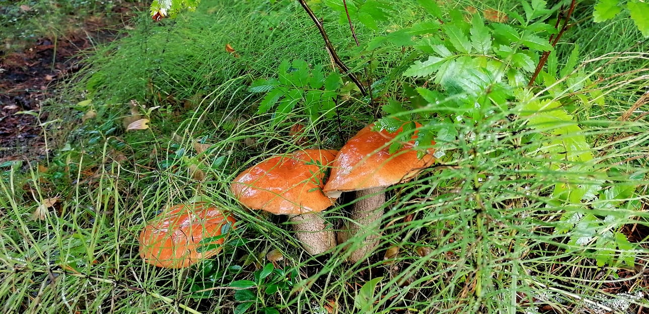 Syyssateet ovat saaneet sienet putkahtamaan esiin maasta. Punikkitatit ovat tänä vuonna isoja ja komeita. Sieniä opetellaan tunnistamaan Paavolassa jo parin päivän päästä alkavalla kurssilla.