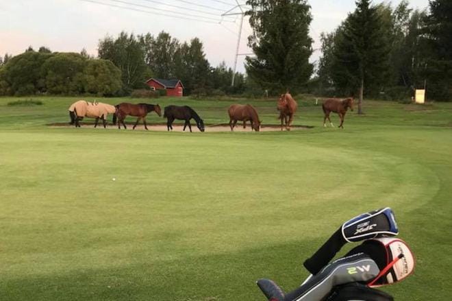 Hevosten vierailu golf-kentällä kesti noin tunnin ajan. KUVA: LUKIJAN KUVA