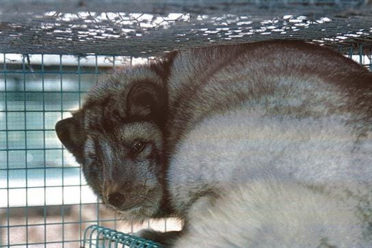 Ulkopuolinen tunkeutuja voi ilman asianmukaisia suojavarusteita tuoda tarhoihin mukanaan plasmasytoosin, joka on herkästi leviävä virustauti.
