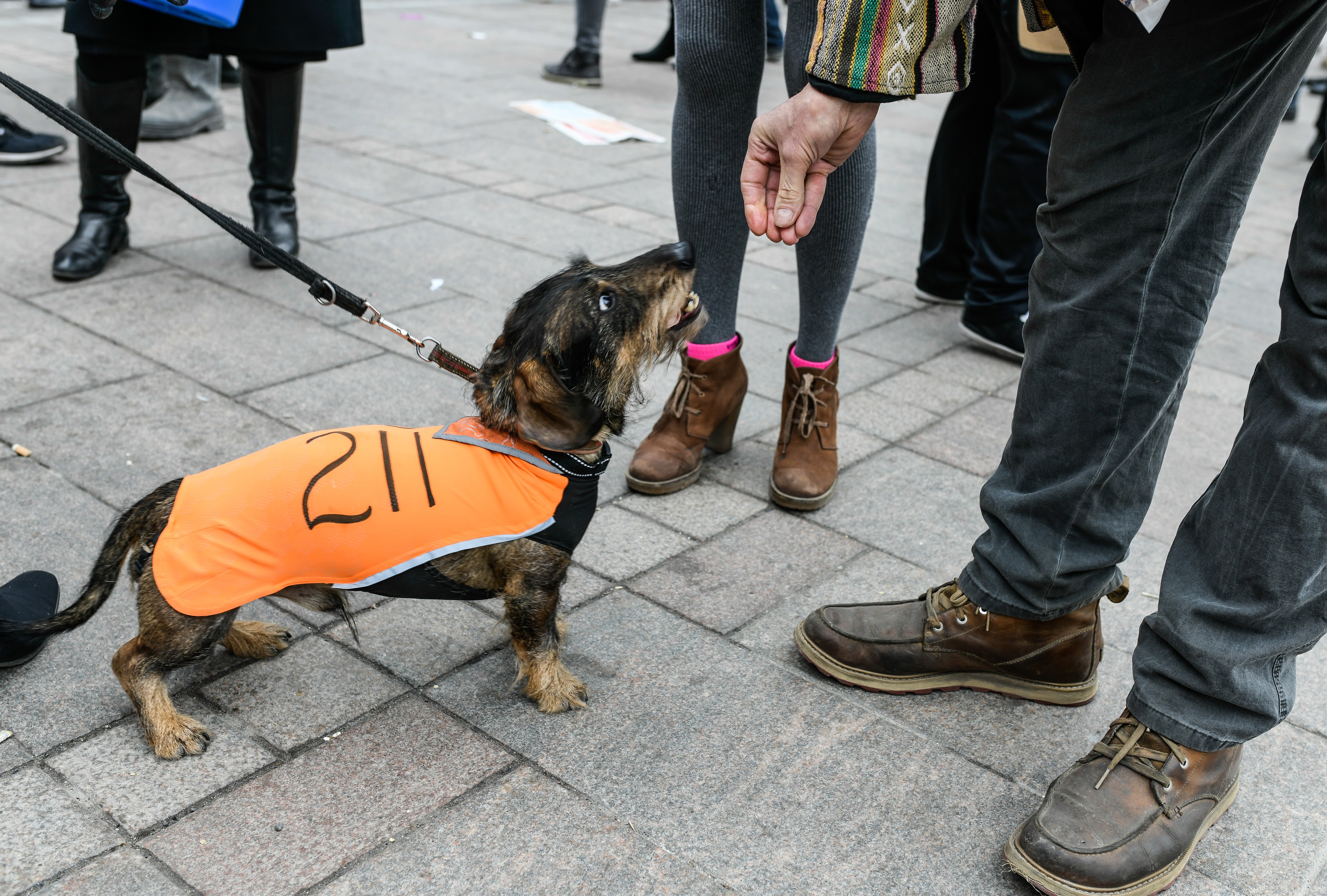 Narinkkatorilla nähtiin myös vaalityöhön valjastettu koira.