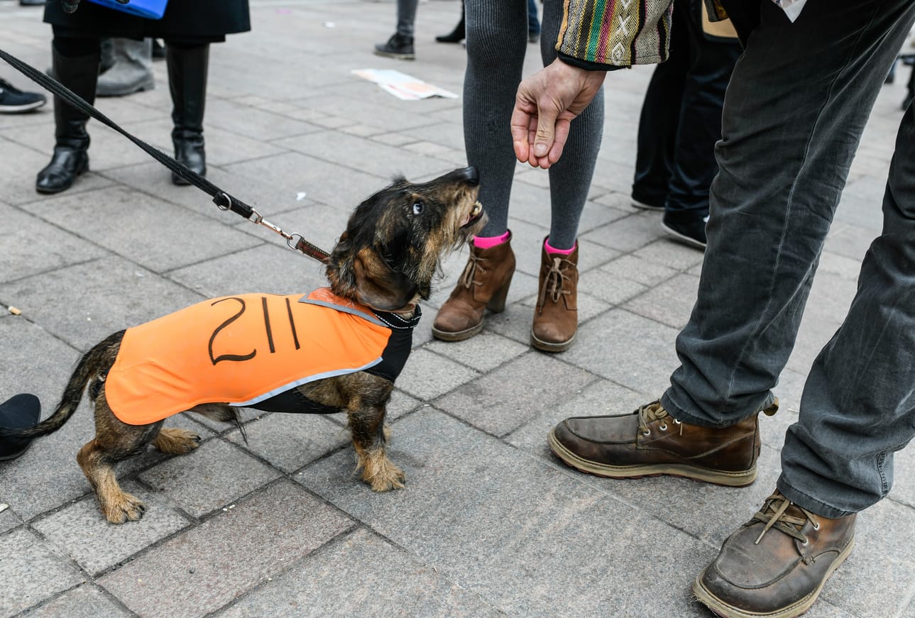Narinkkatorilla nähtiin myös vaalityöhön valjastettu koira.