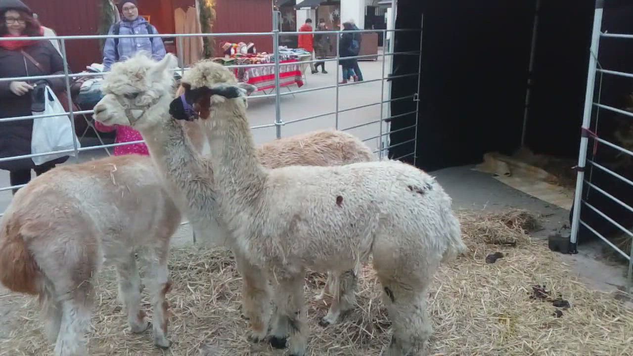 Alpakat vierailivat lauantaina Rotuaarin tiernatorilla