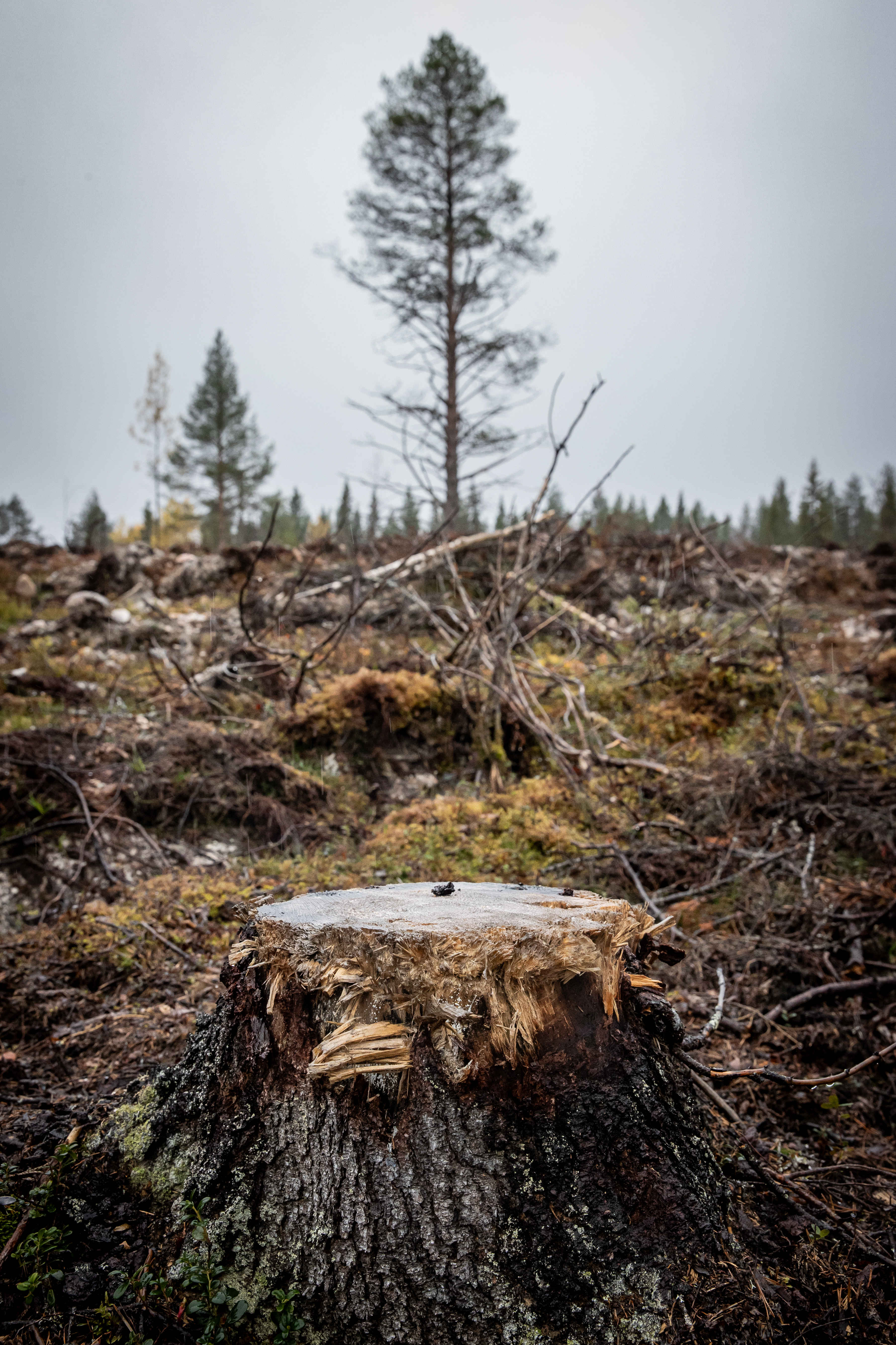 Mennään konkretiaan metsäasioissa