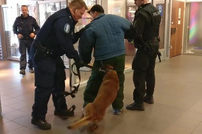 Poliisikoira tarttuu hampaillaan voimakkaasti kiinni varkaaksi tekeytyneen miehen jalkaan. Ilman suojuksia edessä olisi sairaalareissu.