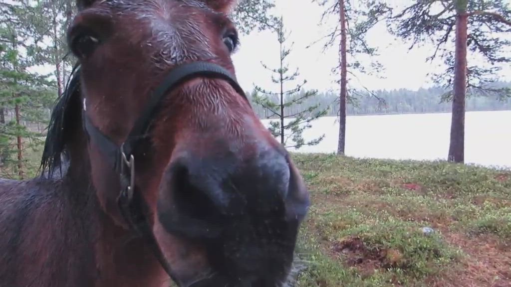 Ranskalainen perhe vaeltaa Lapin erämaassa muulien ja aasin kanssa