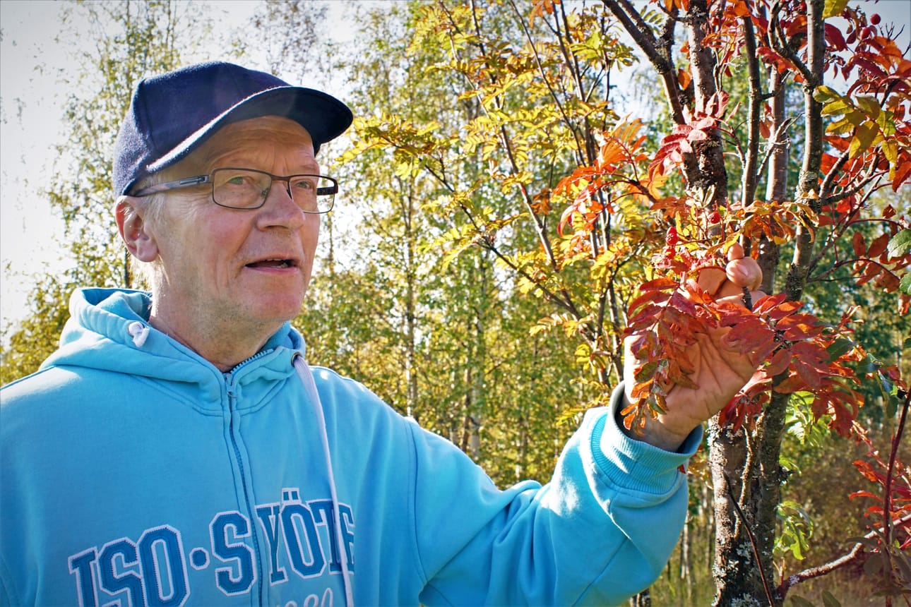 Niilo Sarajärvi luottaa ennusteissaan luonnonmerkkeihin.
