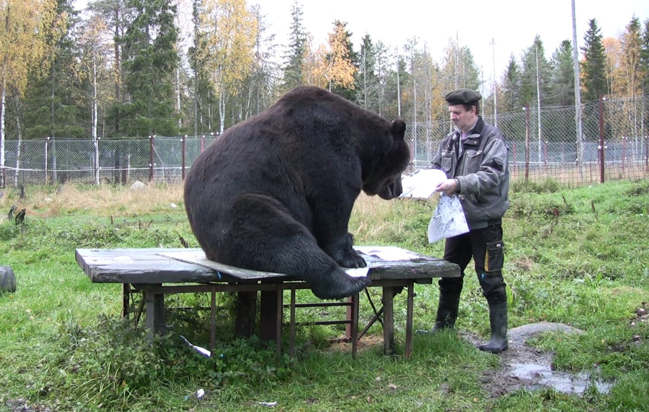 Juuso-karhun maalauksia on viikonlopusta alkaen nähtävillä Hailuodossa. Kuvassa Juuso maalauspuuhissa Kuusamon Suurpetokeskuksessa.