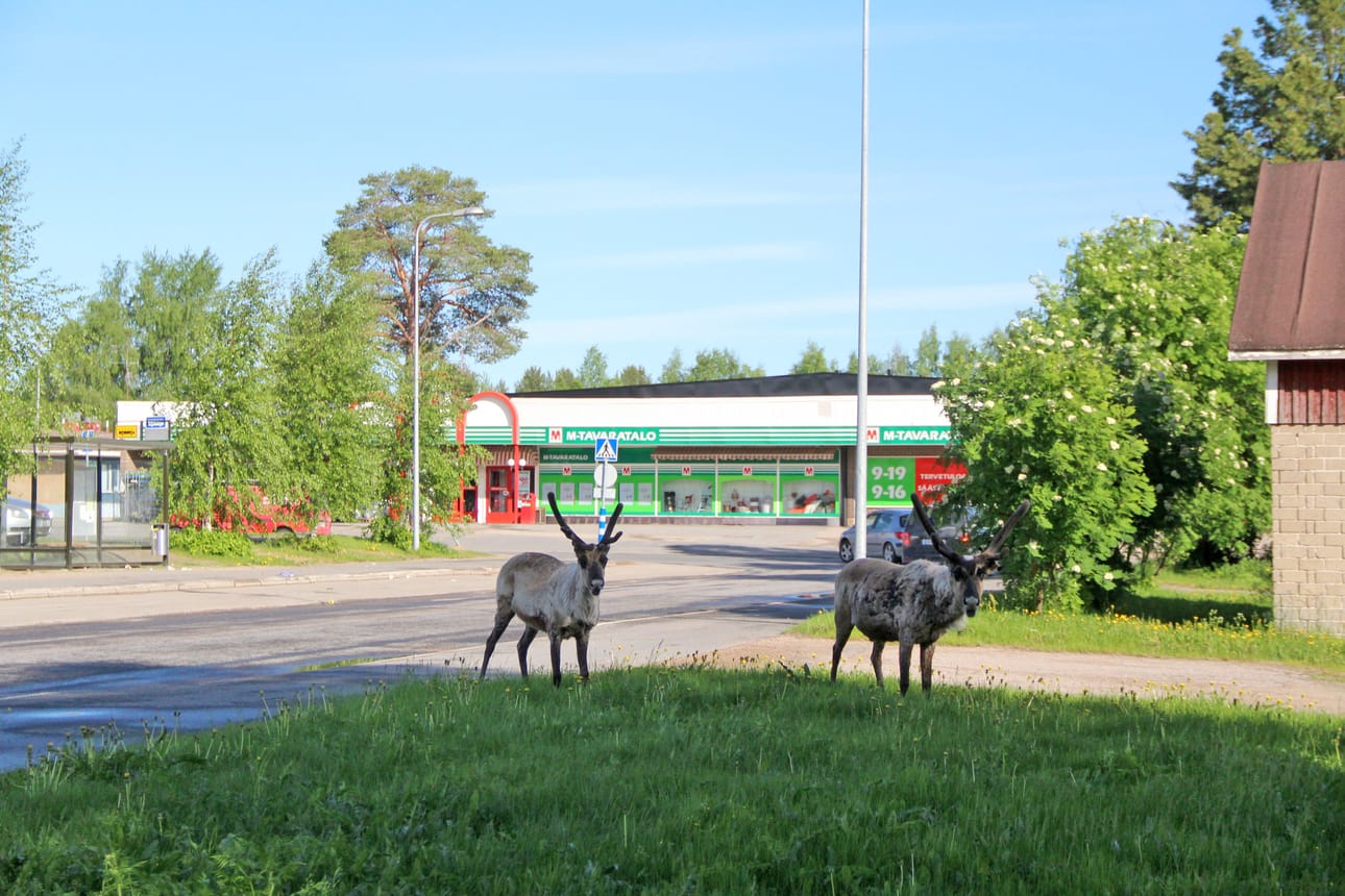 Poroherrat aamukävelyllä ja -palalla Kurenalla.