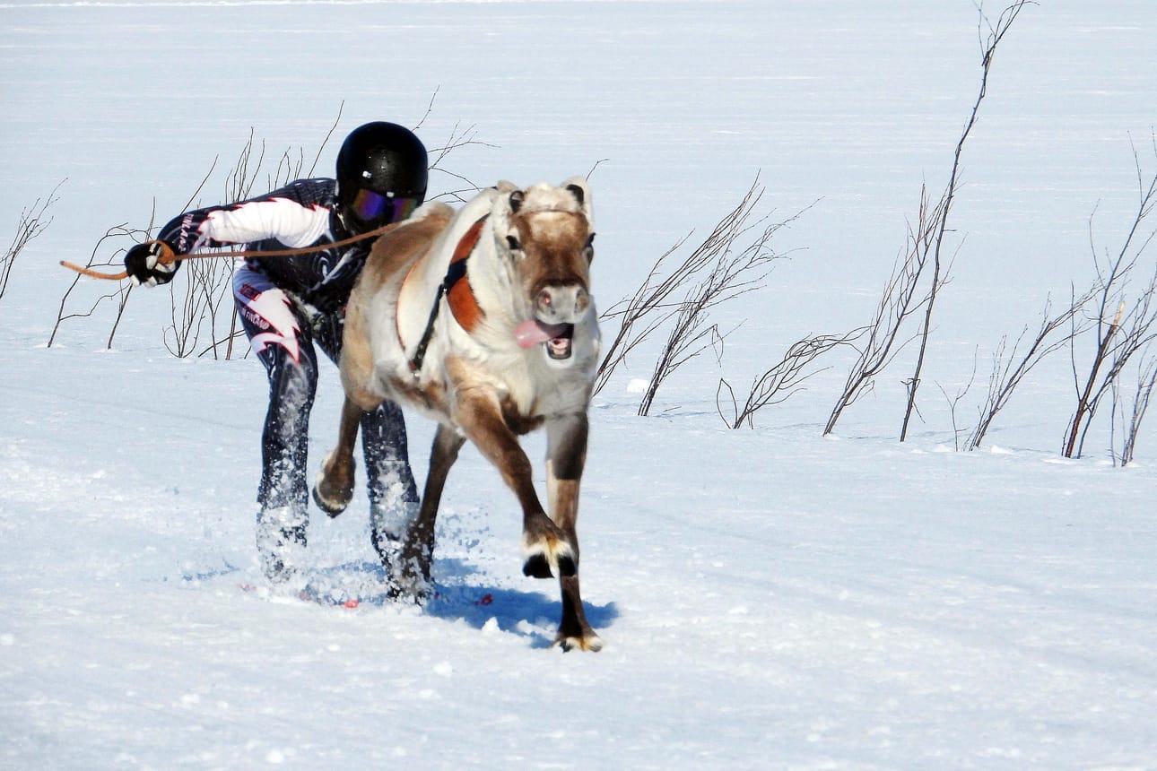 Tässä on voittaja, Ennin Eka, jota ajaa Lenni Kynkäänniemi Kollajan paliskunnasta. Poron omistaa 4-vuotias Enni Kynkäänniemi.