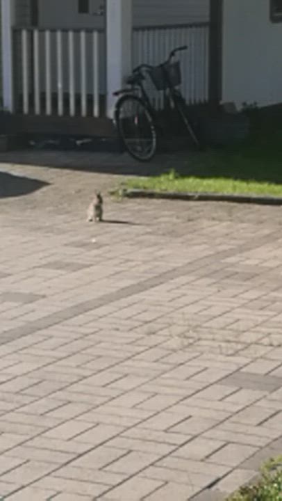 Lukijavideo: Pieni, suloinen aamuvieras