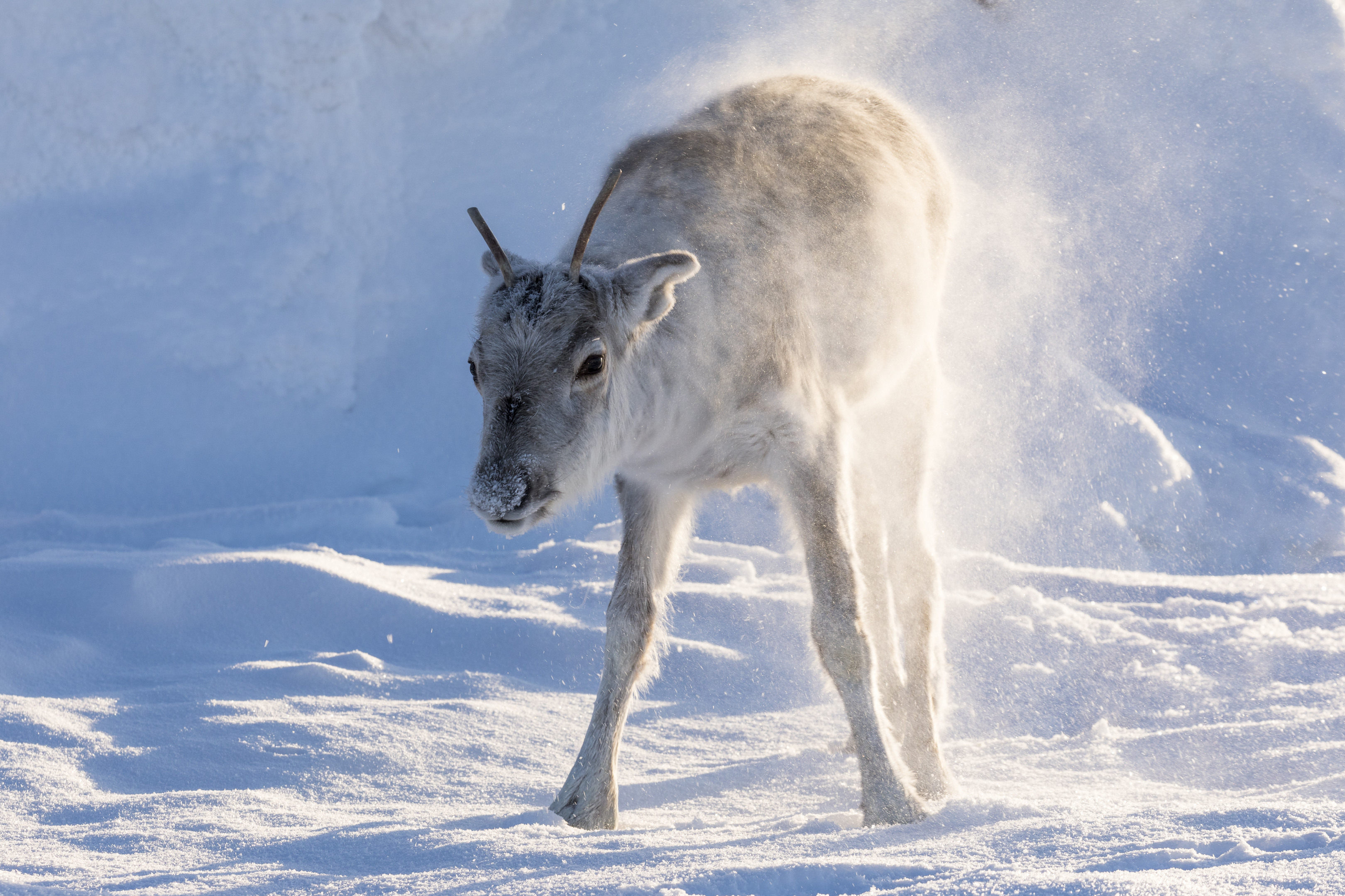 Tavallisesti fiktioelokuvassa jokainen otto voidaan kuvata niin monta kertaa, että ohjaaja on tyytyväinen. Eläinten kanssa uudet otot eivät ole mahdollisia.