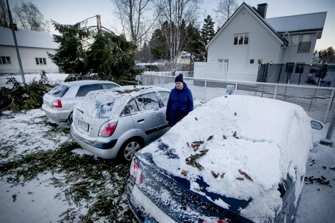 Aapeli-myrsky tarttui kadun varren kuuseen kello yhden aikoihin yöllä. Myrsky katkaisi ja kaatoi kuusen kolmen auton katolle. Hanna-Maija Öörni kertoi aamupäivällä, että heidän kahdelle autolle sattuneen vahingon korvaustapaa selvitellään vielä. Ihmisille ei onneksi käynyt vahinkoa kerrostalon parkkipaikalla. KUVAT: JAAKKO ELENIUS