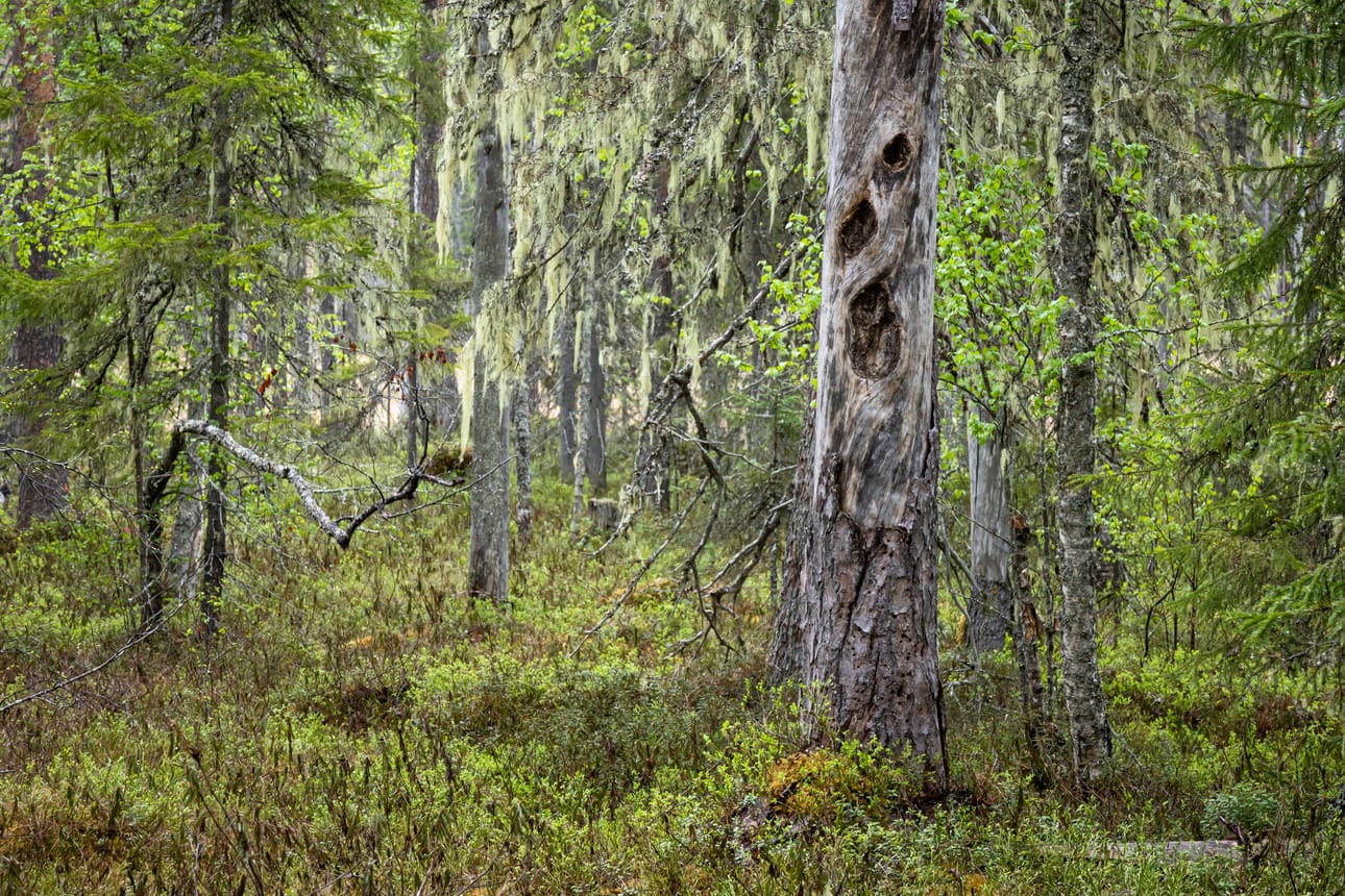 Saarijärven aarnialueen metsät ovat saaneet kehittyä omaa tahtiaan hyvin pitkään. Sen ansiosta metsissä on runsaasti monenlaista lahopuuta.