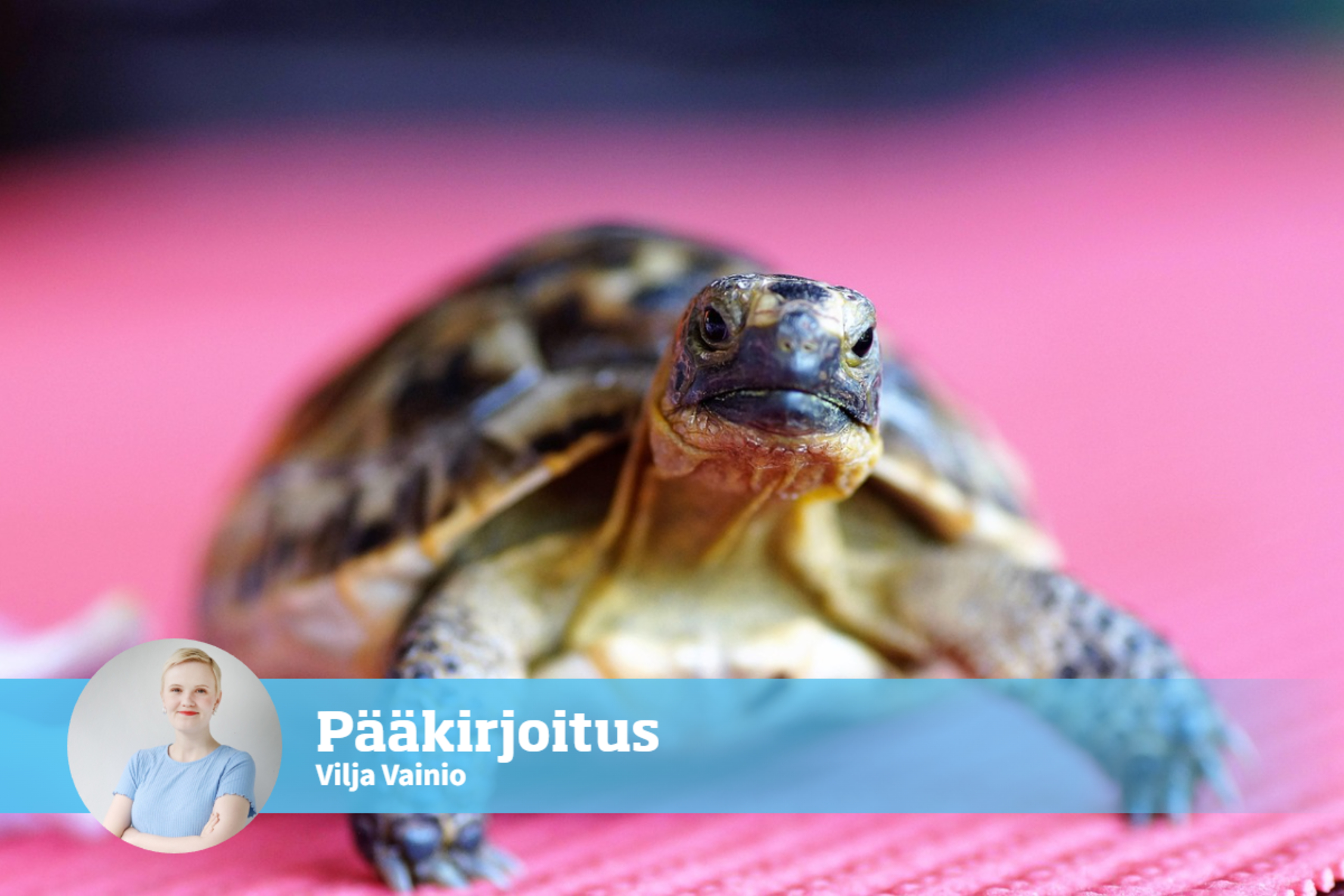 Eksoottiset lemmikit halutaan kieltää – Mutta onko minkään eläimen pitäminen todella eettistä?