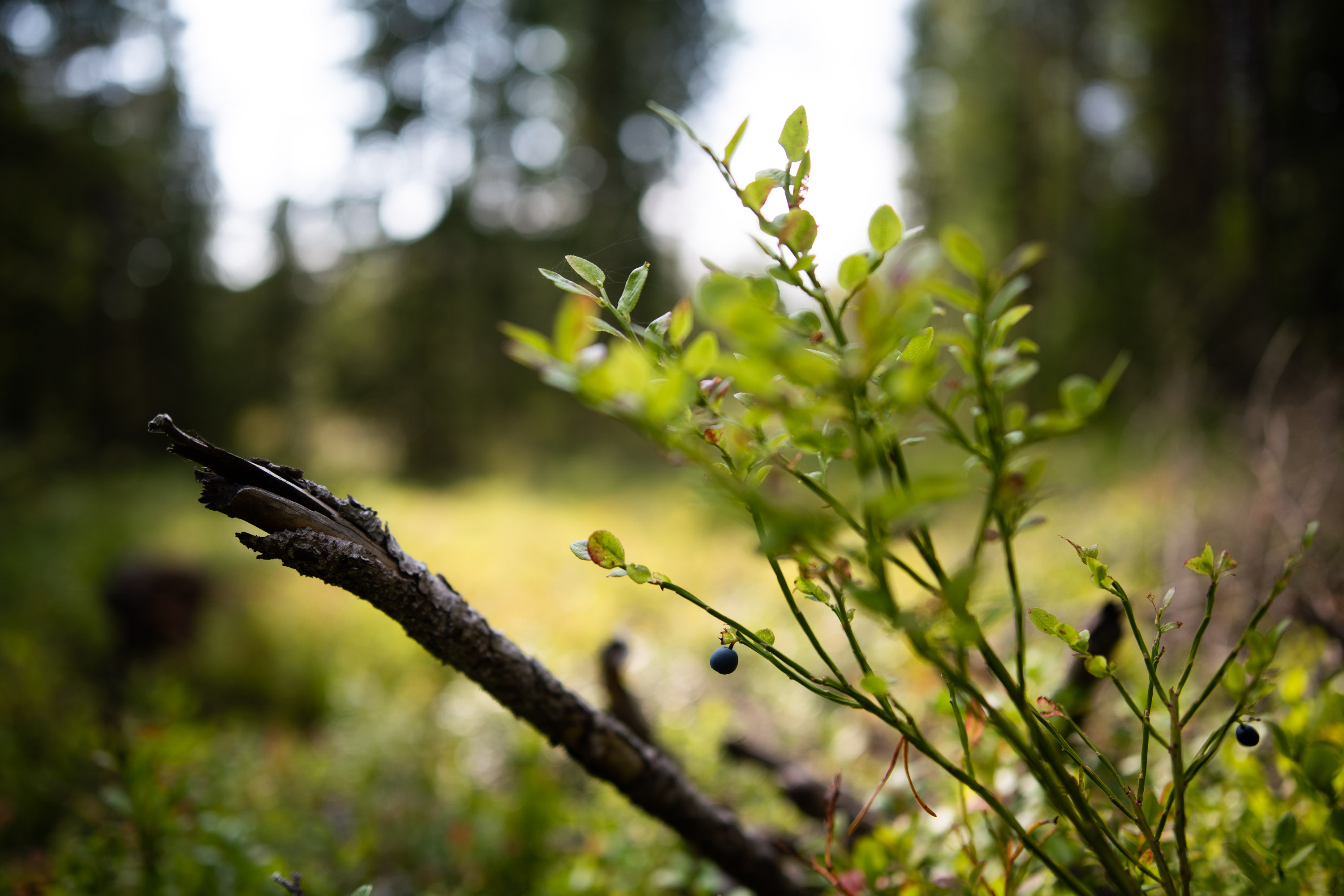 Jo alkukesällä  tutkijat laskivat, että mustikan kukista oli kehittynyt raakileiksi pääsääntöisesti vain alle puolet. Hyvää mustikkasatoa joutuu nyt etsimään esimerkiksi Haukivuorelta tai Paimiosta asti. Puolukan raakiletilanne ennustaa marjahavainnot.fihin rekisteröidyillä alueilla Pohjois-Kuusamossa ja Taivalkoskella keskinkertaista satoa.