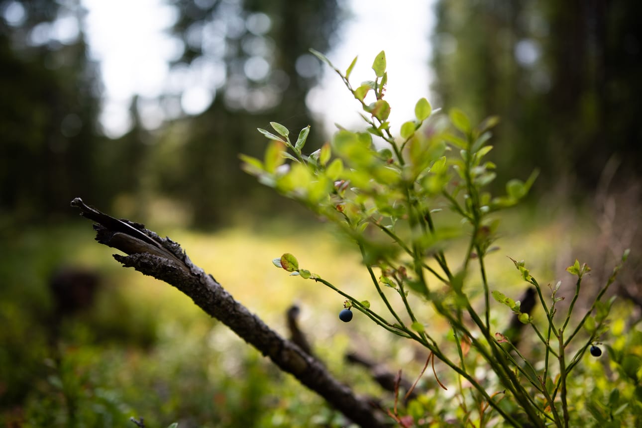 Jo alkukesällä tutkijat laskivat, että mustikan kukista oli kehittynyt raakileiksi pääsääntöisesti vain alle puolet. Hyvää mustikkasatoa joutuu nyt etsimään esimerkiksi Haukivuorelta tai Paimiosta asti. Puolukan raakiletilanne ennustaa marjahavainnot.fihin rekisteröidyillä alueilla Pohjois-Kuusamossa ja Taivalkoskella keskinkertaista satoa.