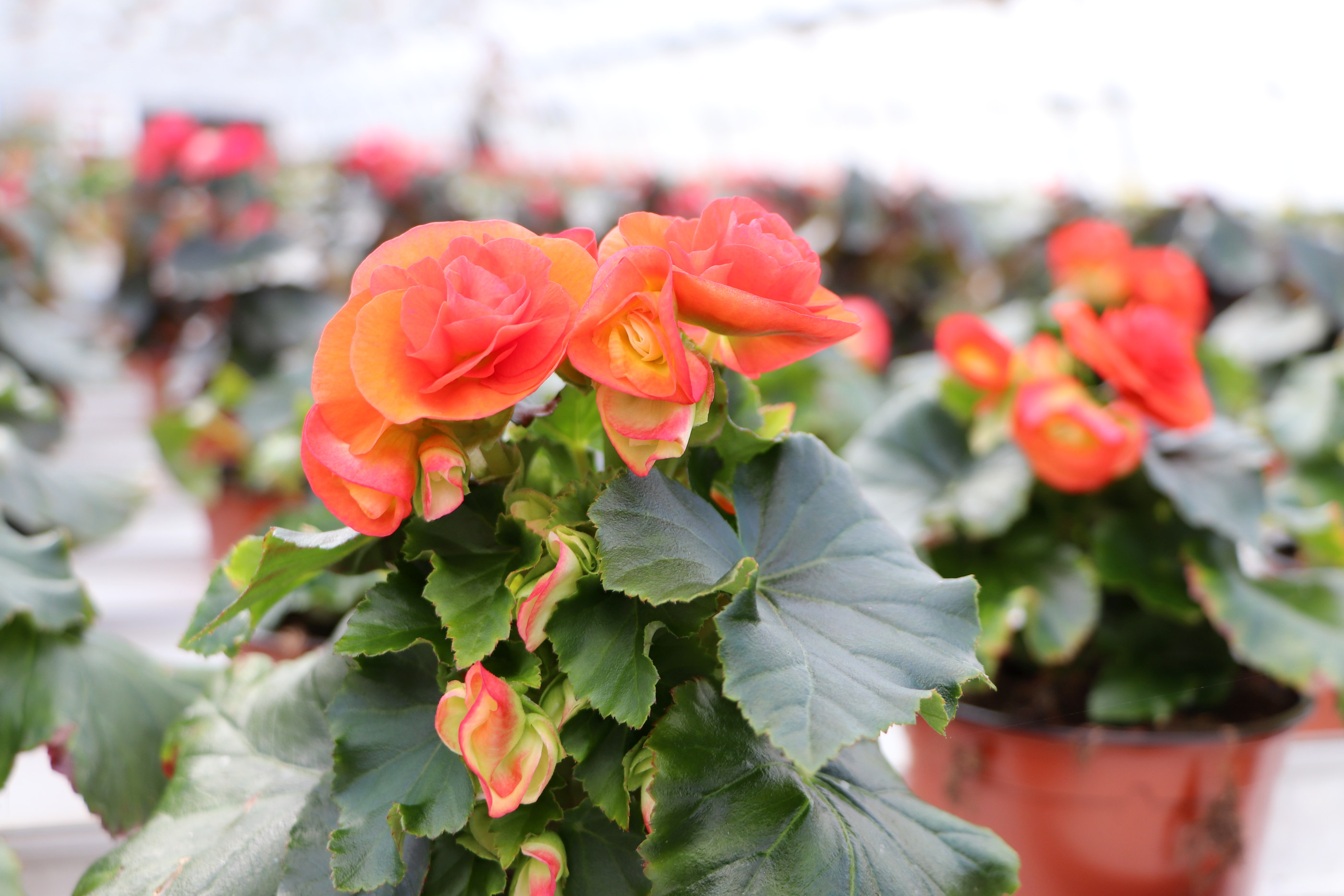 Ruusubegonia.