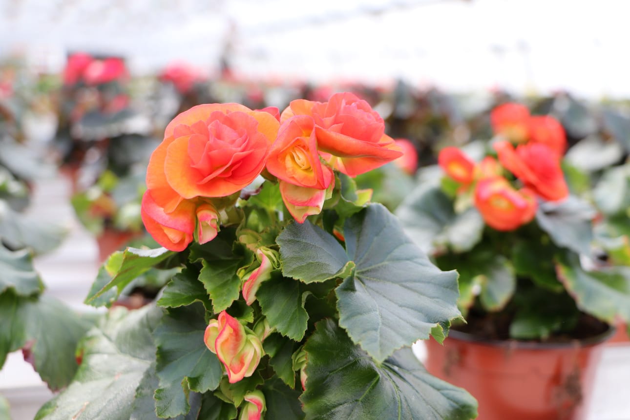 Ruusubegonia.