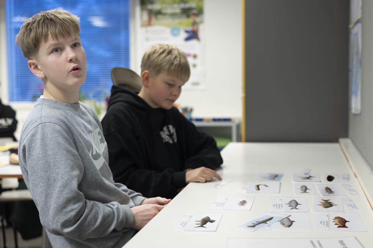 Alarik Mehtälä (vas.) ja Jere Ahola tunnistavat kalalajeja. Mehtälä vilkuilee seinältä isosta kalajulisteesta apua urakkaan.