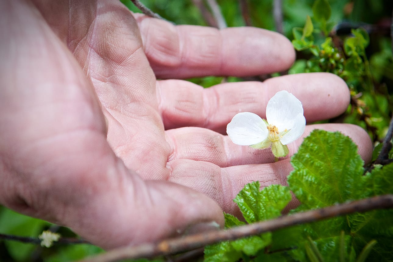 Kylmä ja sateet uhkaavat marjasatoa.