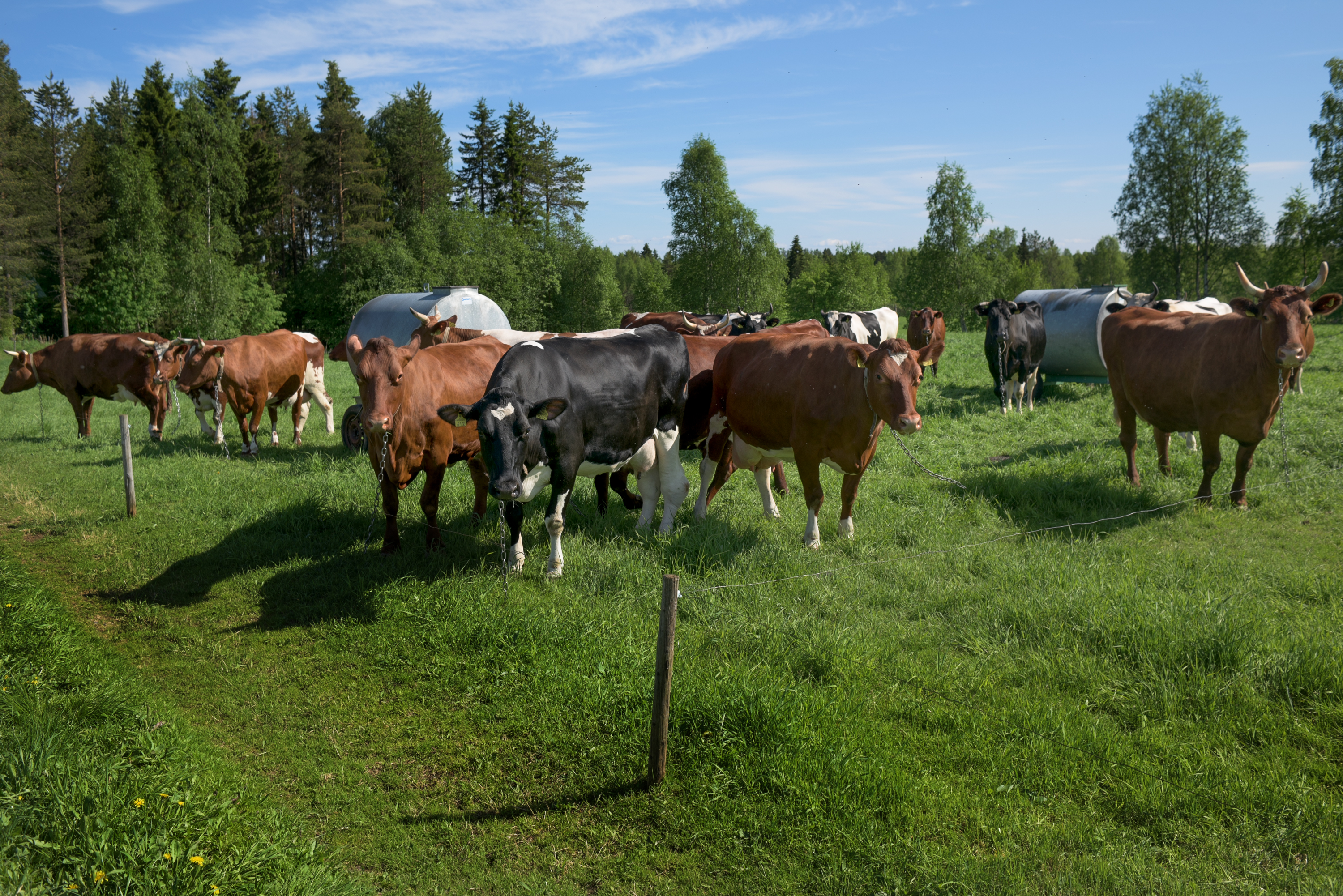 Lehmät pääsevät laiduntamaan isommalle alueelle, kun heinän kasvuvauhti hidastuu.